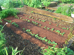 okra seedlings