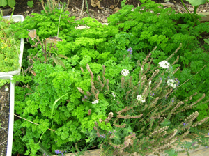 herb bed with parsley