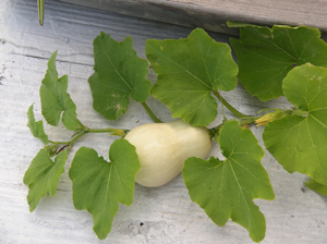 butternut on roofdeck