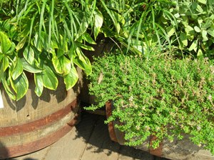 thyme barrel