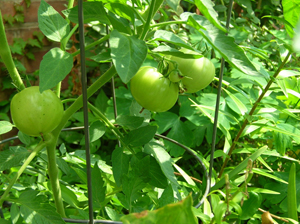 green tomatoes