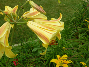 african queen lily