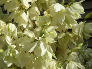 yucca flowers