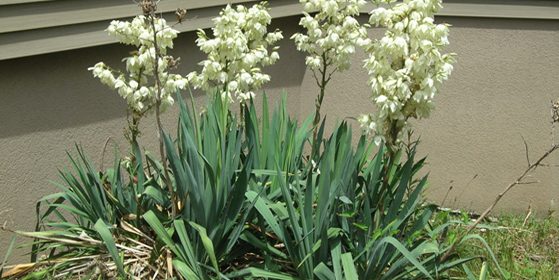 yucca at spruce hill inn