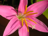 zephyranthes grandiflora