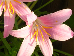 rain lilies