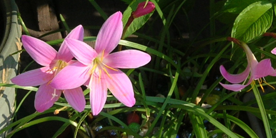 rain lily pot