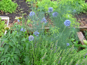 blue onion in herb garden