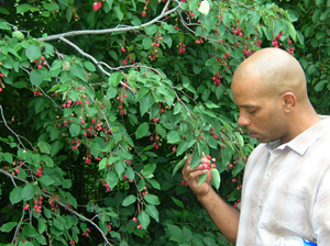 picking ripe red serviceberries