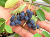 holding Regent serviceberries