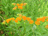 butterfly weed