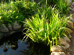 black gamecock iris foliage