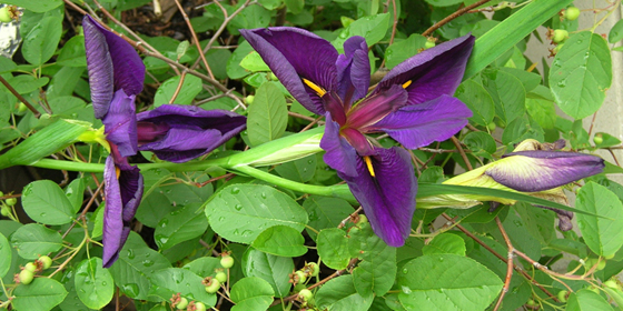 black gamecock iris scape