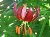 maroon martagon lily