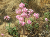amaryllis belladonna