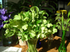 planting eggshell with morning glory seedling