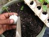 planting eggshell with morning glory seedling