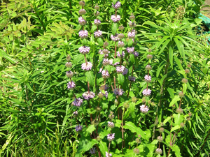 phlomis in bloom