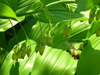 bumbleebee flying towards solomon's seal cluster