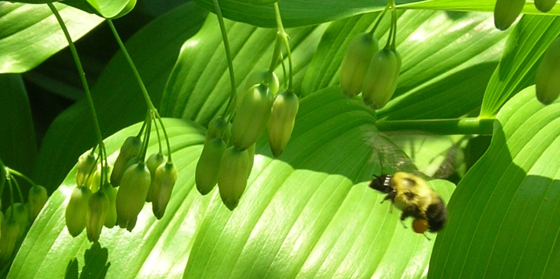 bumblebee flying to solomon's seal flowers