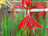 sprekelia flower