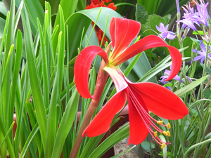 aztec lily with gerbera and altai lily