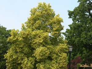 linden in bloom