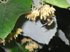 bumblebee on silver linden flowers