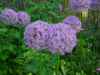 allium globemaster