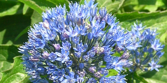 blue onion flowers