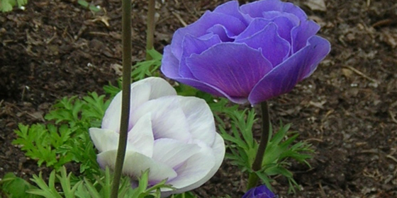 anemone coronaria