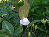 jack in the pulpit