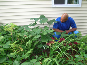 large arisaema triphyllium