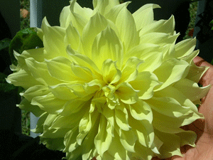 yellow cactus dahlia