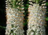 eremurus robustus