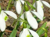 snowdrop