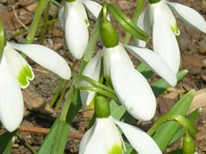 snowdrops