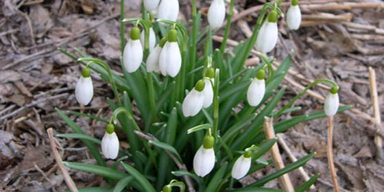 closed snowdrops