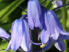 virginia bluebells