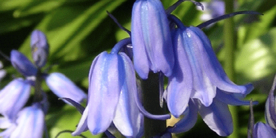 spanish bluebells