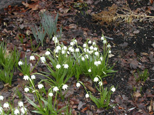 spring snowflake