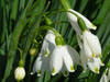 leucojum