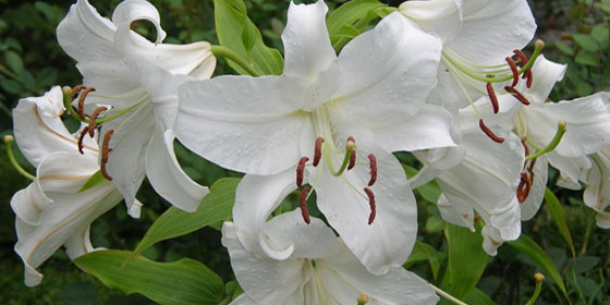 casa blanca lily