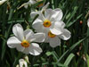 quail jonquil