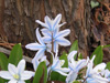 tulipa tarda in roofdeck oak barrel