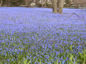 milk squill patch under bald cypress