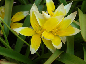 tulipa tarda