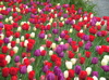 mixed tulips