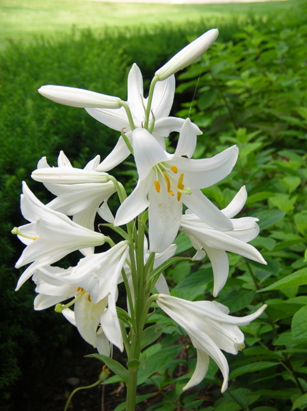 Photo lilium candidum