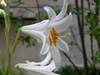 madonna lily flower